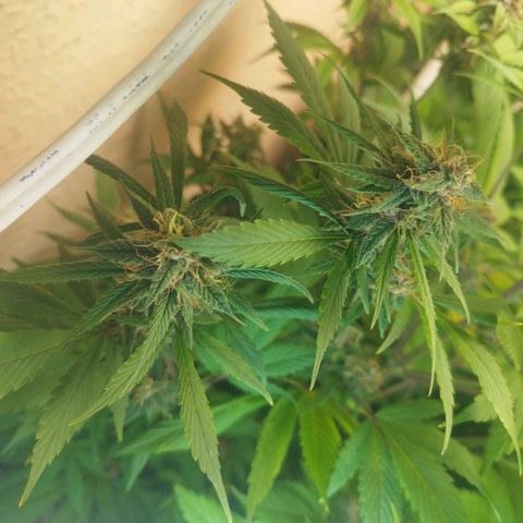 Dark Devil Auto growlog timeline photo