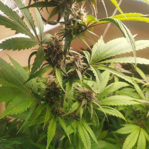 Dark Devil Auto growlog timeline photo