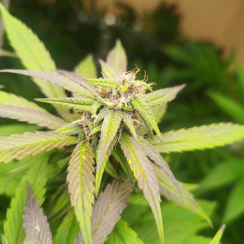 Dark Devil Auto growlog timeline photo