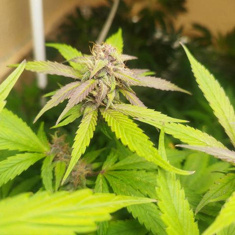 Dark Devil Auto growlog timeline photo