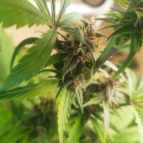 Dark Devil Auto growlog timeline photo