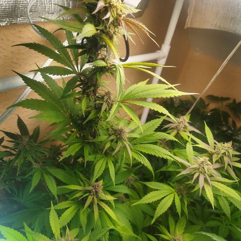 Dark Devil Auto growlog timeline photo
