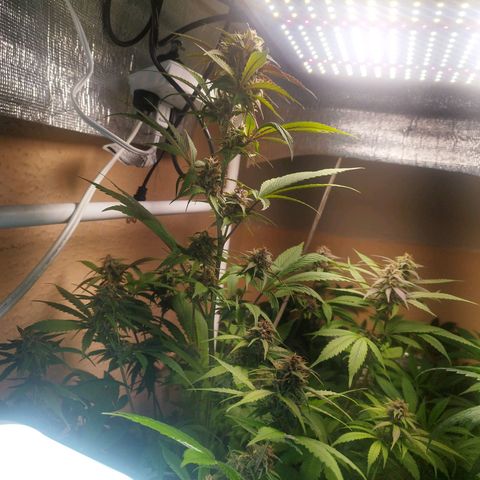 Dark Devil Auto growlog timeline photo