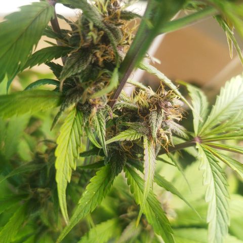 Dark Devil Auto growlog timeline photo