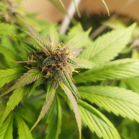 Dark Devil Auto growlog timeline photo