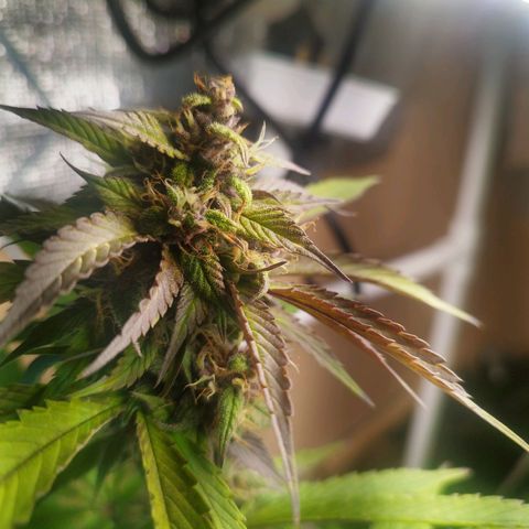 Dark Devil Auto growlog timeline photo