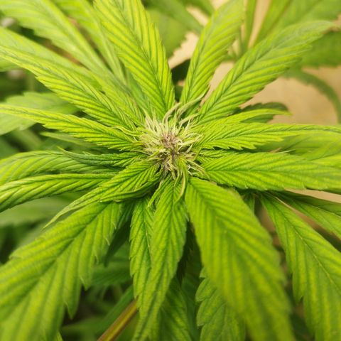Red Strawberry Banana Auto growlog timeline photo