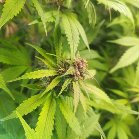 Dark Devil Auto growlog timeline photo