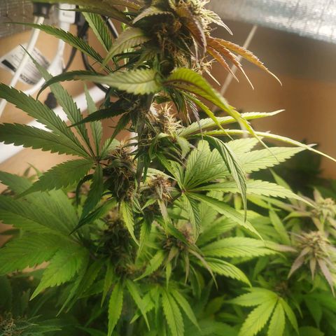 Dark Devil Auto growlog timeline photo