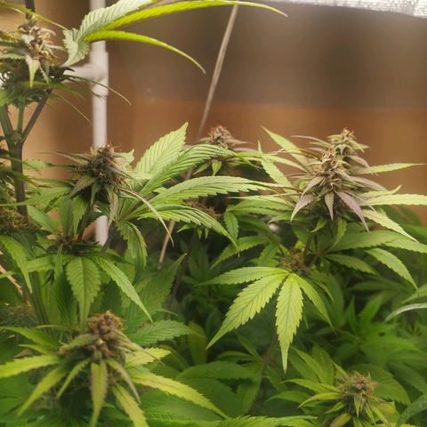Dark Devil Auto growlog timeline photo