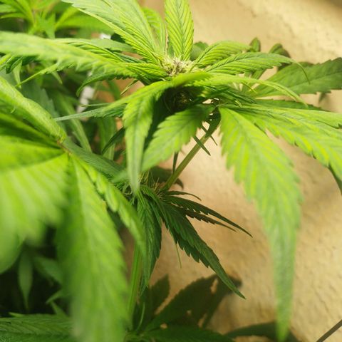 Red Strawberry Banana Auto growlog timeline photo
