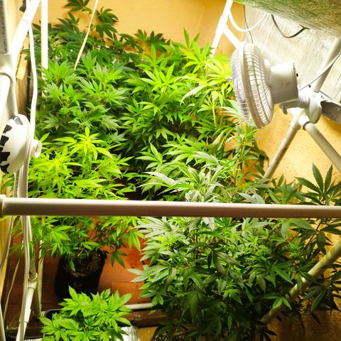 Red Strawberry Banana Auto growlog timeline photo