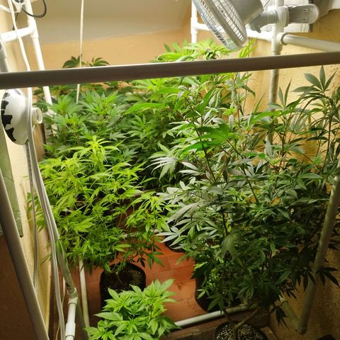 Red Strawberry Banana Auto growlog timeline photo