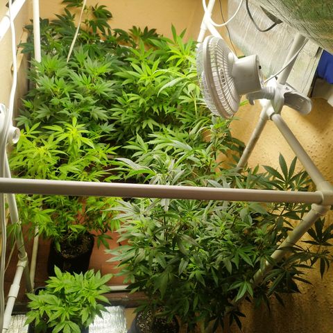 Red Strawberry Banana Auto growlog timeline photo