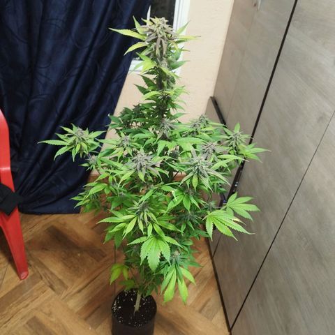 Dark Devil Auto growlog timeline photo