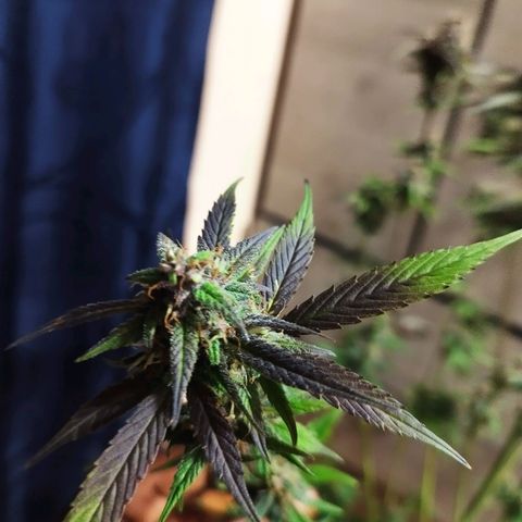 Dark Devil Auto growlog timeline photo