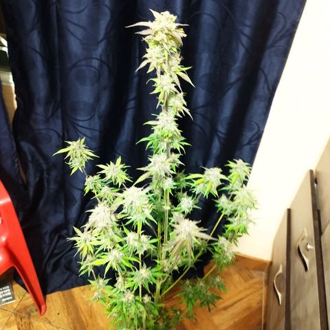 Dark Devil Auto growlog timeline photo