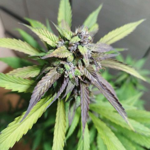 Dark Devil Auto growlog timeline photo