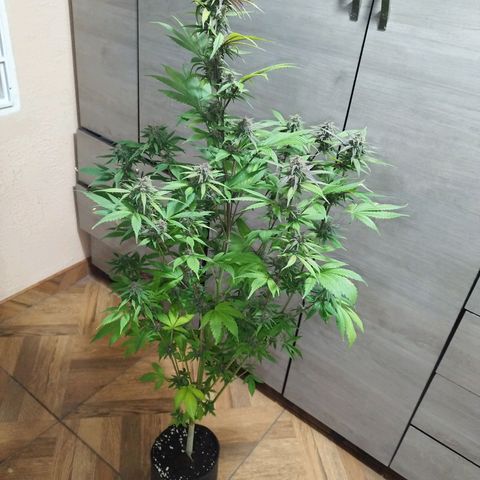 Dark Devil Auto growlog timeline photo