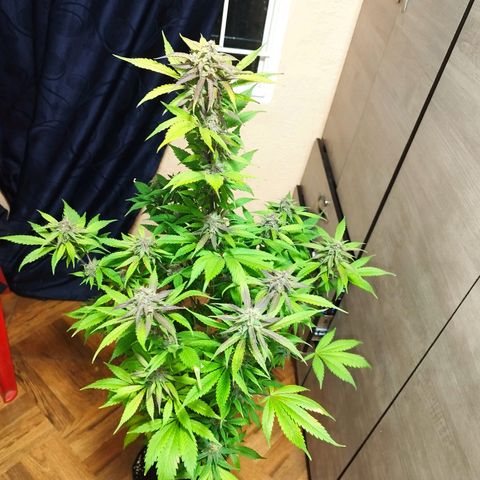Dark Devil Auto growlog timeline photo