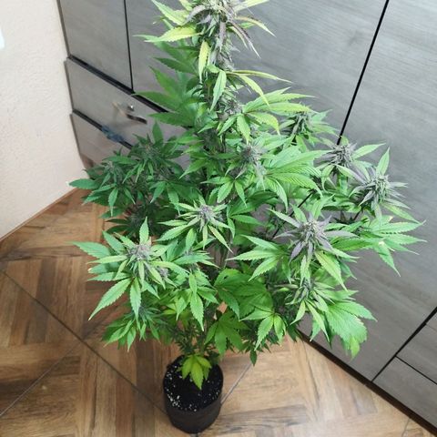 Dark Devil Auto growlog timeline photo