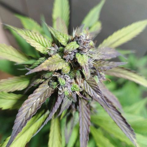 Dark Devil Auto growlog timeline photo