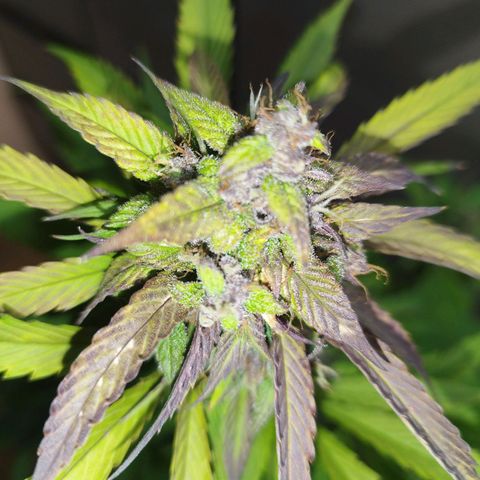 Dark Devil Auto growlog timeline photo