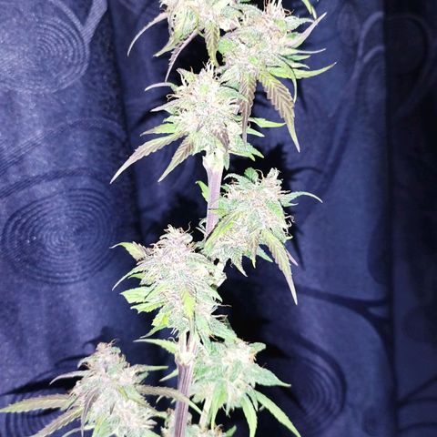 Dark Devil Auto growlog timeline photo