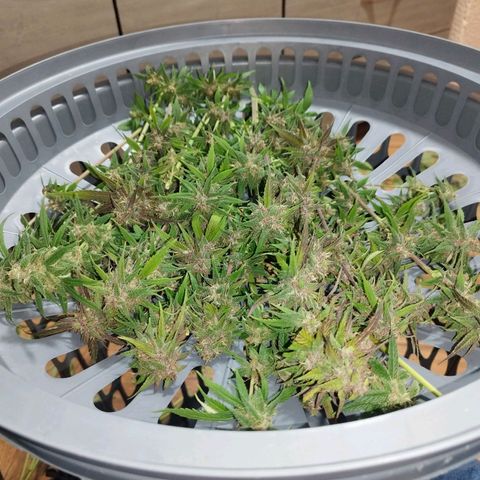 Dark Devil Auto growlog timeline photo