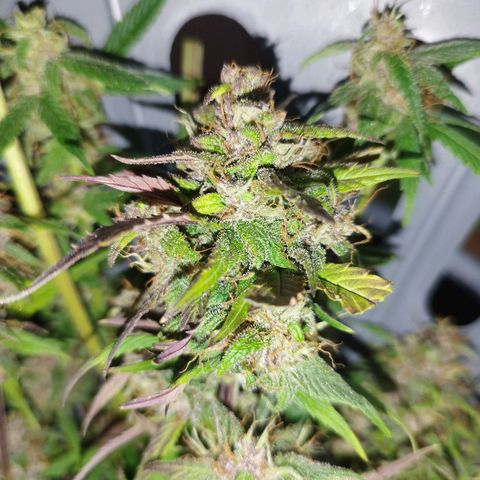 Dark Devil Auto growlog timeline photo