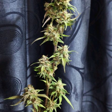 Dark Devil Auto growlog timeline photo