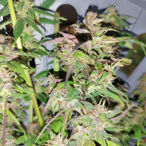 Dark Devil Auto growlog timeline photo