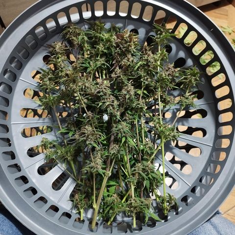 Dark Devil Auto growlog timeline photo