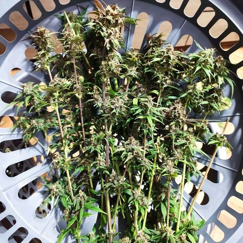 Dark Devil Auto growlog timeline photo
