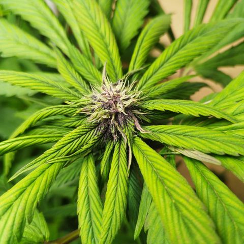 Red Strawberry Banana Auto growlog timeline photo