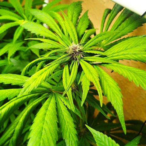 Red Strawberry Banana Auto growlog timeline photo