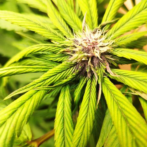 Red Strawberry Banana Auto growlog timeline photo