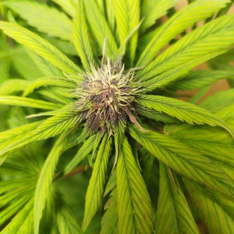Red Strawberry Banana Auto growlog timeline photo
