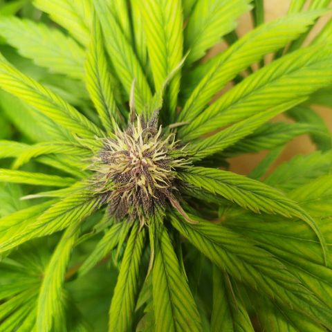 Red Strawberry Banana Auto growlog timeline photo