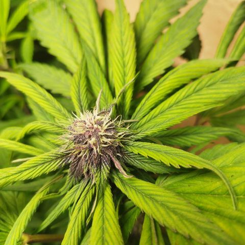 Red Strawberry Banana Auto growlog timeline photo