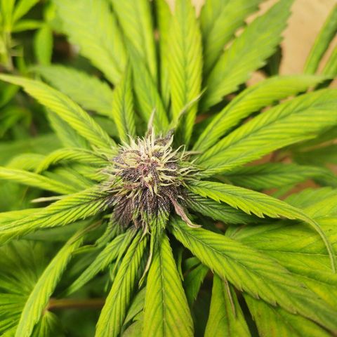 Red Strawberry Banana Auto growlog timeline photo