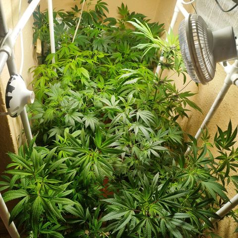 Red Strawberry Banana Auto growlog timeline photo