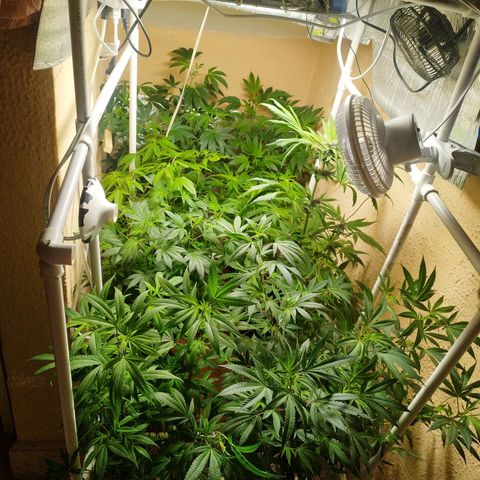 Red Strawberry Banana Auto growlog timeline photo