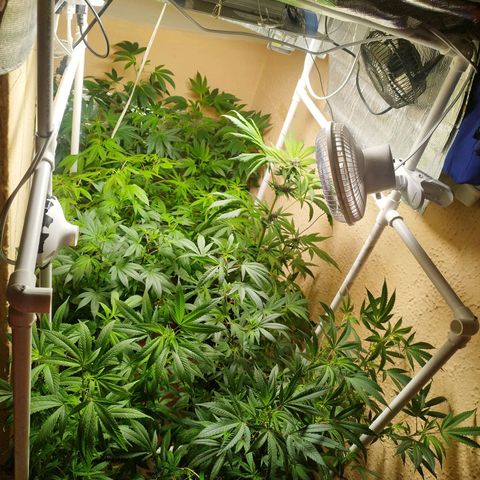 Red Strawberry Banana Auto growlog timeline photo