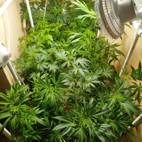 Red Strawberry Banana Auto growlog timeline photo
