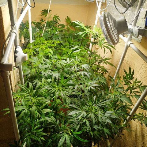 Red Strawberry Banana Auto growlog timeline photo