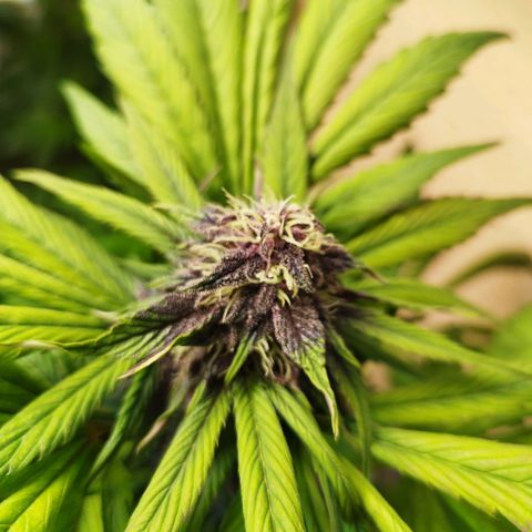 Red Strawberry Banana Auto growlog timeline photo