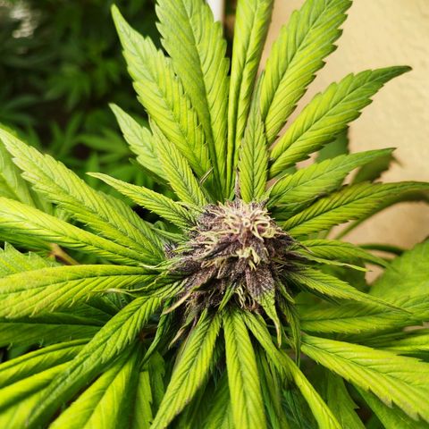 Red Strawberry Banana Auto growlog timeline photo