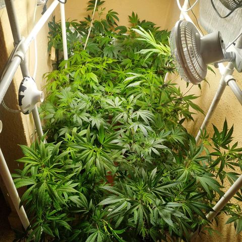 Red Strawberry Banana Auto growlog timeline photo
