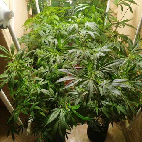 Red Strawberry Banana Auto growlog timeline photo